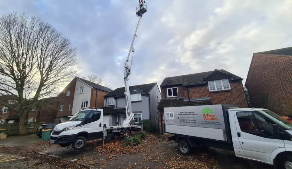 Tree Volution team with cherry picker and vans on a residential tree work job in Essex